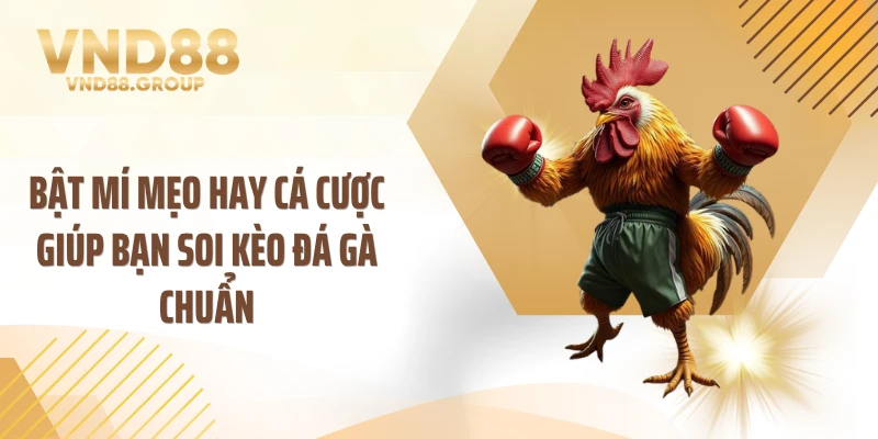 Bật mí mẹo hay cá cược giúp bạn soi kèo đá gà chuẩn