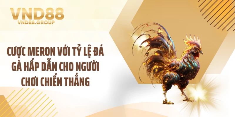 Cược Meron với tỷ lệ đá gà hấp dẫn cho người chơi chiến thắng
