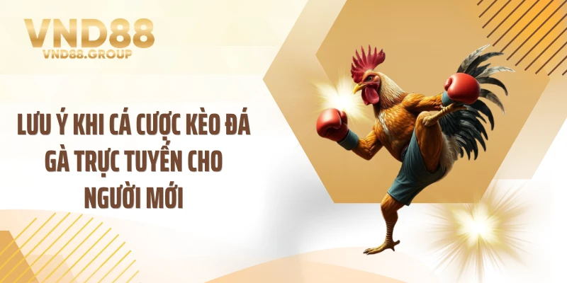 Lưu ý khi cá cược kèo đá gà trực tuyến cho người mới
