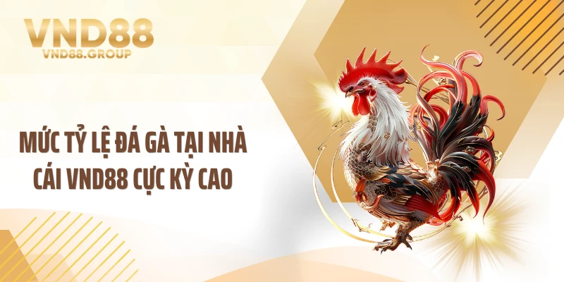 Mức tỷ lệ đá gà tại nhà cái VND88 cực kỳ cao