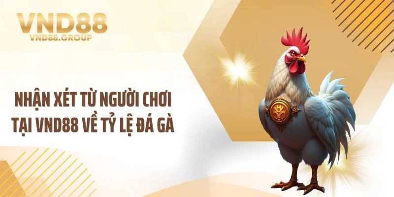 Nhận xét từ người chơi tại VND88 về tỷ lệ đá gà