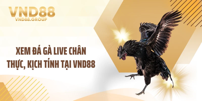 Xem đá gà live chân thực, kịch tính tại VND88